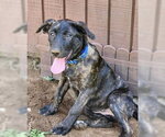 Small Labrador Retriever Mix