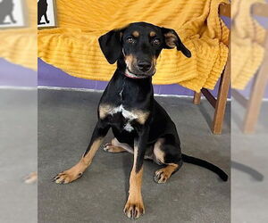 Mutt Dogs for adoption in Genesee, WI, USA
