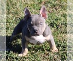 Small Photo #1 American Bully Puppy For Sale in BILLINGS, MO, USA