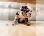 Small #2 English Bulldog