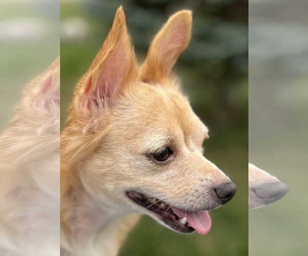 Medium Photo #1 Chihuahua-Unknown Mix Puppy For Sale in Estherville, IA, USA