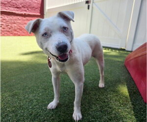 Mutt Dogs for adoption in Elmsford, NY, USA