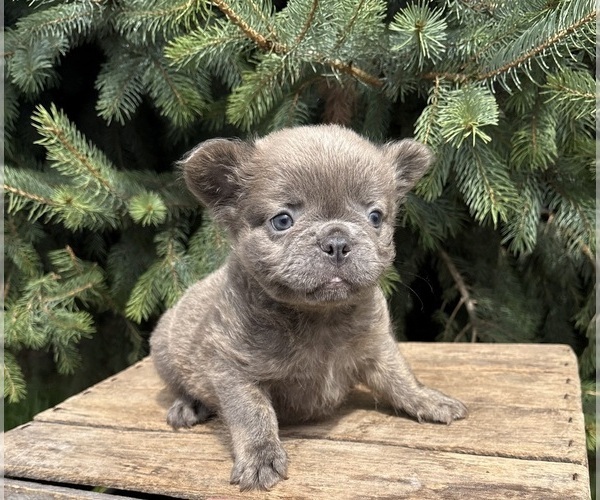 Medium Photo #3 French Bulldog Puppy For Sale in MIDDLEBURY, IN, USA
