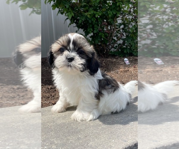 Medium Photo #1 Shih Tzu Puppy For Sale in CANOGA, NY, USA