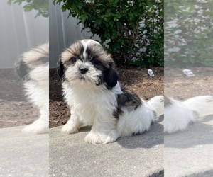 Shih Tzu Puppy for sale in CANOGA, NY, USA