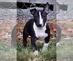 Small Photo #3 Bull Terrier Puppy For Sale in CHESAPEAKE, VA, USA