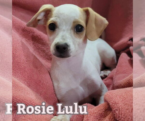 Medium Photo #15 Chiweenie Puppy For Sale in San Antonio, TX, USA
