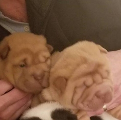 Chinese Shar-Pei Puppy for sale in PHILADELPHIA, PA, USA
