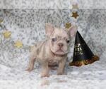 Small #17 French Bulldog