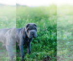 Small Photo #1 Chinese Shar-Pei Puppy For Sale in KENNEWICK, WA, USA