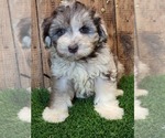 Small Photo #1 Schnauzer (Miniature) Puppy For Sale in HATTIESBURG, MS, USA