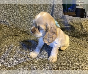 Cocker Spaniel Puppy for sale in CADDO, OK, USA