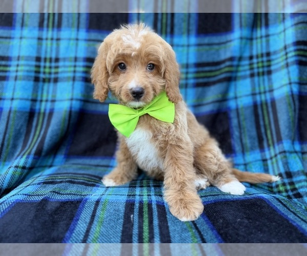Medium Photo #2 Cavapoo (Miniature) Puppy For Sale in LAKELAND, FL, USA