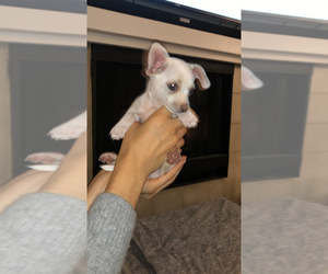 Chihuahua Puppy for sale in BURBANK, CA, USA
