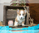 Small #2 Pembroke Welsh Corgi