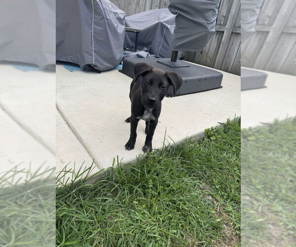 Medium Photo #6 Lab-Pointer Puppy For Sale in Shermans Dale, PA, USA