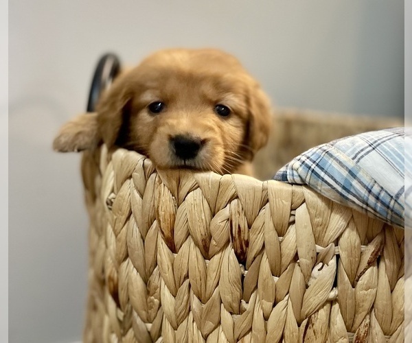 Medium Photo #2 Golden Retriever Puppy For Sale in BUFFALO, MO, USA