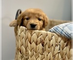 Small #1 Golden Retriever