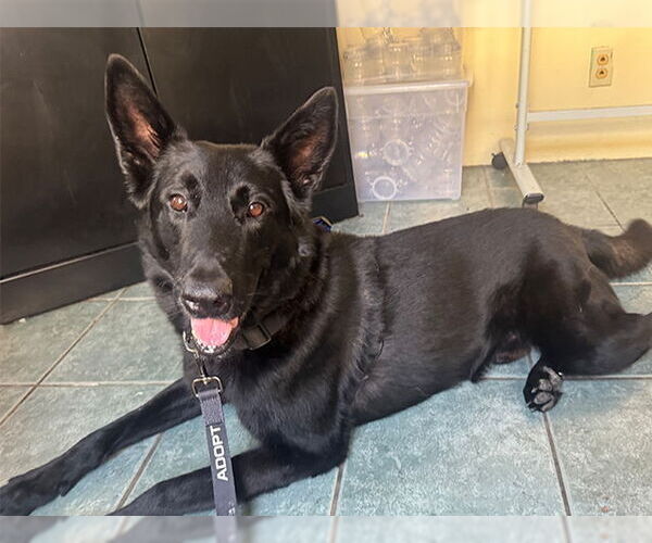 Medium Photo #2 German Shepherd Dog-Unknown Mix Puppy For Sale in Pasadena, CA, USA