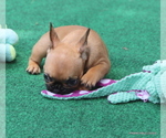 Small #5 French Bulldog