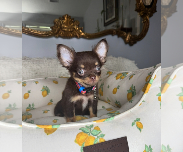 Medium Photo #5 Chihuahua Puppy For Sale in CHARLOTTE, NC, USA