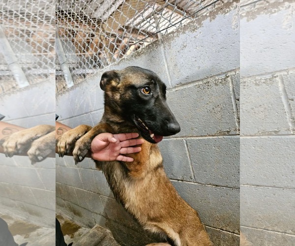 Medium Photo #1 Mutt Puppy For Sale in El Centro, CA, USA