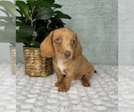Small #3 Dachshund