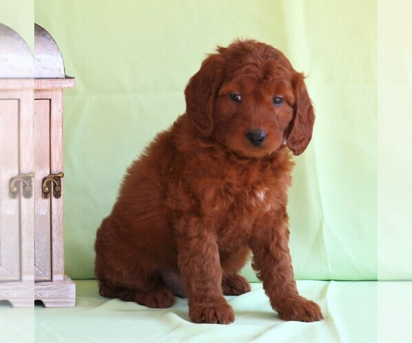 Medium Photo #4 Irish Setter-Poodle (Miniature) Mix Puppy For Sale in NEWMANSTOWN, PA, USA