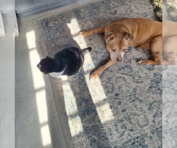 Medium Photo #5 American Pit Bull Terrier-American Staffordshire Terrier Mix Puppy For Sale in Chester, VA, USA
