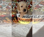 Small Photo #2 English Cream Golden Retriever Puppy For Sale in CHUBBUCK, ID, USA