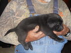 Small Photo #1 Labrador Retriever Puppy For Sale in SANTA FE, NM, USA