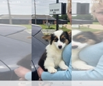 Small Pembroke Welsh Corgi