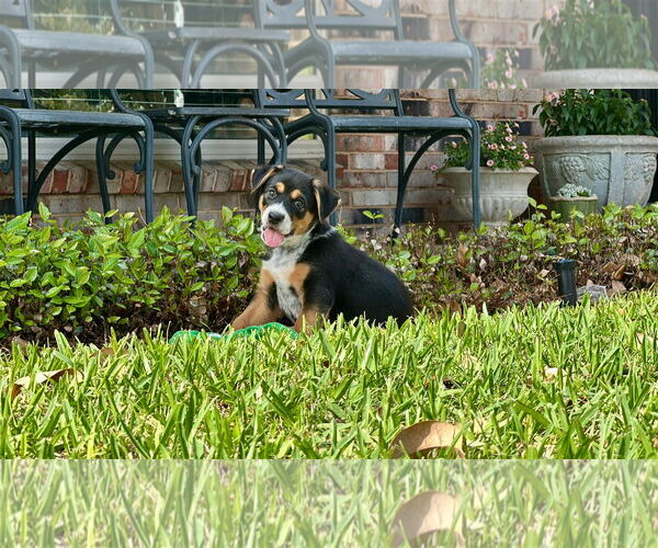 Medium Photo #4 German Shepherd Dog-Unknown Mix Puppy For Sale in Lillian, TX, USA