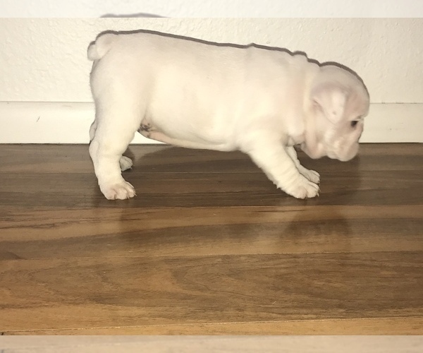 Medium Photo #10 Bulldog Puppy For Sale in CHANDLER, AZ, USA