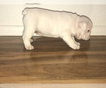 Small Photo #10 Bulldog Puppy For Sale in CHANDLER, AZ, USA