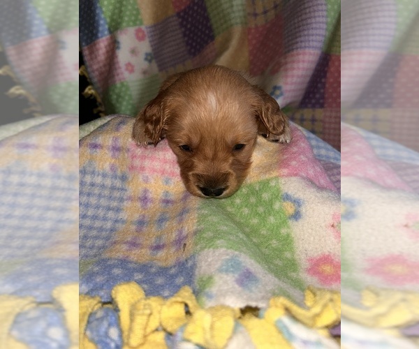 Medium Photo #5 Golden Retriever Puppy For Sale in ALLEGAN, MI, USA