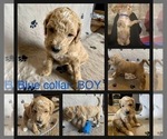 Small Photo #4 Goldendoodle (Miniature) Puppy For Sale in ALTON, IL, USA
