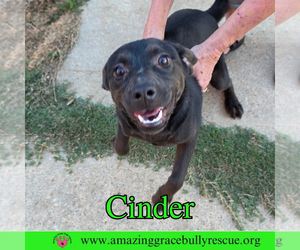 Cinder - Female Labrador Retriever-Unknown Mix Dog for Adoption - Photo #9