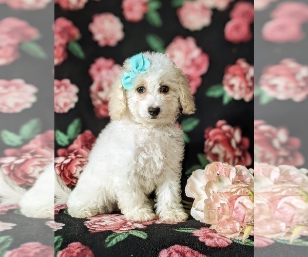 Medium Photo #3 Bichpoo Puppy For Sale in NOTTINGHAM, PA, USA