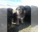 Small Photo #1 German Shepherd Dog Puppy For Sale in MONUMENT, CO, USA