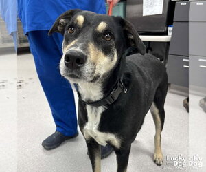 Mutt Dogs for adoption in Washington, DC, USA