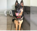 COURTESY POST: Drako - Male German Shepherd Dog Dog for Adoption - Small photo