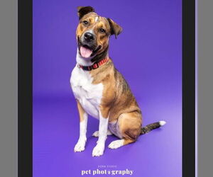 American Pit Bull Terrier-Unknown Mix Dogs for adoption in Fargo, ND, USA