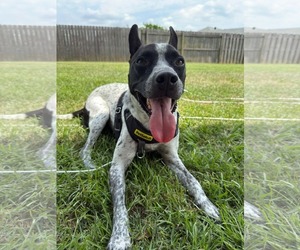 American Staffordshire Terrier-Unknown Mix Dogs for adoption in Oakhurst, NJ, USA