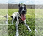 Small American Staffordshire Terrier Mix