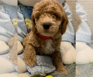 Goldendoodle (Miniature) Puppy for Sale in LITTLE ROCK, Arkansas USA