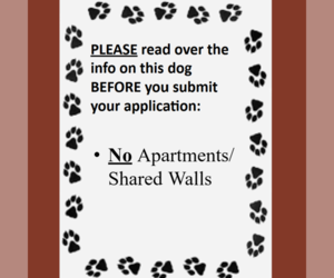 Matrix - Male Mutt Dog for Adoption - Photo #4