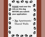Small Photo #4 Mutt Puppy For Sale in Fargo, ND, USA