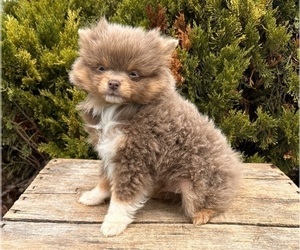 Pomeranian Puppy for sale in MIDDLEBURY, IN, USA