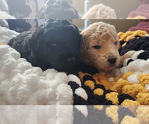 Goldendoodle Puppy for sale in PATTERSON, CA, USA
